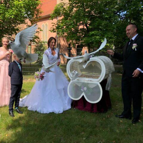 Hochzeitstauben Brandenburg